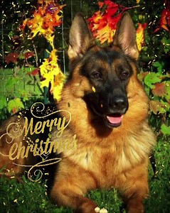 #Christmas #germanshepherd | Diamond Bar Kennel