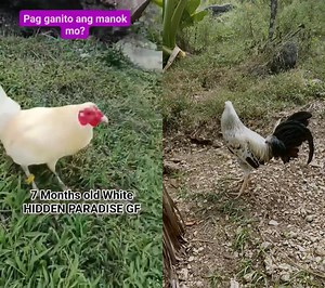 Ibigay mo na kaagad baka mapalo ka pa 🤣🤣 | Bulik Breeder