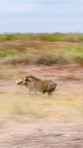 1.6M views · 10K reactions | #wildanimals #fyp | Wildanimals | Facebook