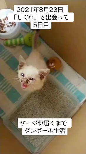 「しぐれ」の成長記録 #保護猫 #猫のいる暮らし #しぐれ