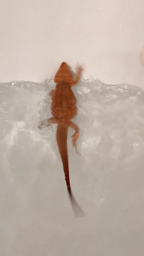 Okay, hear me out. Samson has stuck shed on his tail and this frantic looking swimming action is actually quite good for loosening up that shed area. He can touch the bottom and is not scared. Everything he does is extra. He must soak for his health. #foryou #fyp #fypシ #foryoupage #fypage #swimming