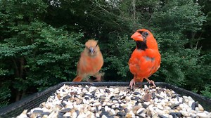 Juvenile Cardinal | Critter Cam