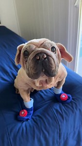 Superhero Sexy Socks! We missed it yesterday so here you go ❤️😋 🧦 #captainamerica #cutedog #socks | morkskywalker