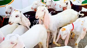 راجن پوری بکریاں کارگو آزاد کشمیر Bakriyan Cargo Azad Kashmir Khalil Goat Farm | Khalil Goat Farm