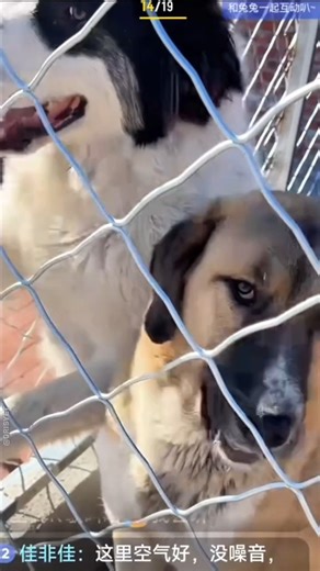 2.9K views · 37 reactions | New home, same happy tails  On November 9th, the furry kids of Uncle Beard’s Dog Tribe officially moved into their new home!  Watching them race through the woods, tails wagging and spirits soaring, reminds us what pure freedom and joy look like. Wishing all the pups a life filled with open fields, warm sunshine, and endless love. ❤️ #kingcharles #DogKing #unclebearddogtribe #ReturnOfTheKing #fblifestyle | Orisyet | Facebook