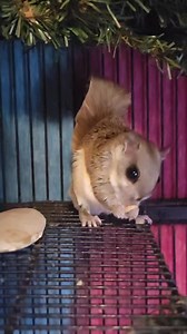Our friends Tacey & Derick brought waxworms! A favorite of flying squirrels!! Flyers are native to Illinois and can be found at night in the tree tops! | 2nd Hand Ranch & Rescue Princeton Illinois