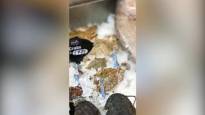 6.5K views | Craving seafood? 戀撚 Dive into the widest seafood selection at Al Fatah — fresh fish fillets, crispy calamari, juicy lobsters, tender tuna, and more! Whether you’re grilling, frying, or preparing a seafood feast, we’ve got everything you need — all under one roof.   Shop fresh, shop flavorful. Only at Al Fatah stores. #AlFatah #YahanSabMiltaHai #Seafood #FreshAndFlavorful | Al-Fatah | Facebook