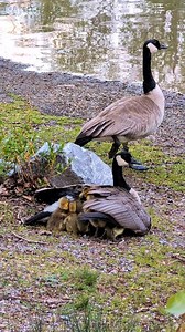 Cheap rent but the landlord has anger management problems. #yyc #calgary #princesislandpark #downtowncalgary #alberta #albertawildlife #cobrachickens #canadiangeese #birds | CMcalgary