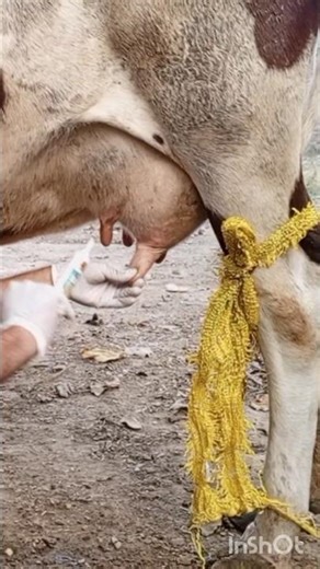 Teat Obstruction in Cow | Causes & Easy Treatment for Blocked Teat