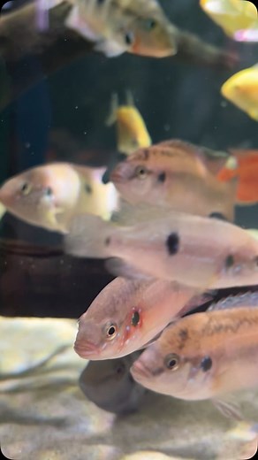 Turkana jewel cichlids 😍💎 📍Groton, CT | OSA Aquarium Superstore & Services