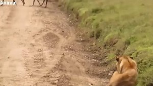3.2K views · 47 reactions | When prey fights back - Lion vs buffalo,wildebeest,zebra,giraffe,dog... Wild animal 2018 | New Animal World | Facebook