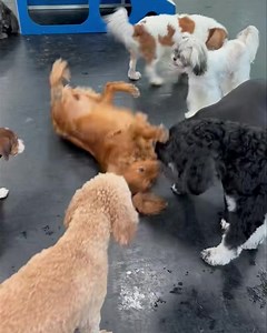 Nala, Lollipop, and Harley! | INN The DogHouse