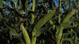 "Growing sustainably 🌱🌾 Embracing climate-smart farming for a greener future! #ClimateSmartAgri #SustainableFarming #FarmLife #GreenRevolution" | AFarmers Media