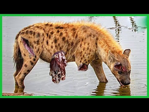 Epic Battle of Lion Vs Hyena || Hyena Attacks Lion | Wild Animal Fight 2024