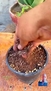 232K views · 1.6K reactions |  how to grow your own bonnet pepper 𣏕 at home with Ur empty tin milk without spending much #facebookviralvideo2025fypシviral #facebookreels #obianujureacts | Obianuju peace page | Facebook