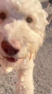 1.8K views · 71 reactions | Big dog fun ! | Lucky Dog Luxury Daycare & Boarding | Facebook