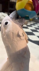 🚗💨 Introducing our beloved speedster Misha, the Moluccan cockatoo, who never tires of fetching his toy car and sharing the sweetest cuddles after. Amidst the whirlwind of life's demands, his incredible energy and warmth are a constant reminder to cherish every playful moment and loving embrace. 🐦💖 Dive into our latest video to see Misha in all his adorable glory. Also, I must apologize for being a bit behind on responding to comments - work and personal commitments have kept me incredibly bu