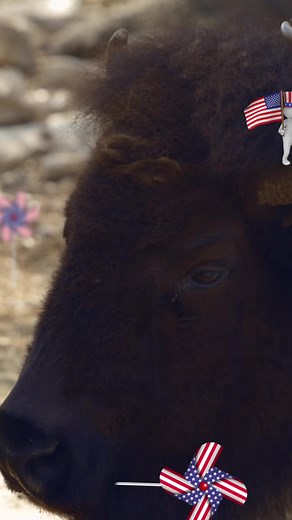 Happy 4th of July! We hope you have a safe holiday! #wildlifephotography #cuteanimals #wildlife #animals #animalsofinstagram #texas #nbwr #naturalbridgewildliferanch #innewbraunfels #visitsanantonio #texastodo #texassafari #newbraunfelstx #texashillcountry #wildlifephotography #photography | Natural Bridge Wildlife Ranch