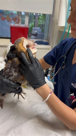 Each year we see a handful of Barn Owls admitted to our hospital. This is the first of 2024! 🦉 Miami Gardens citizens transported this sub-adult Barn Owl (24-126) when they found the bird floating in a lake. An intake exam revealed this patient was thin but fortunately had no major injuries. Clinic staff administered fluids and this owl is currently receiving treatment in our Wildlife Ward while being closely monitored. Check out this clip from the intake exam! Sound on to hear the owls opinion