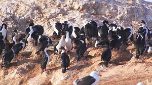 Nesting colony of Imperial Shags basking and protecting their nests on the coast, surrounded by seagulls