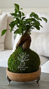Ginseng Ficus Kokedama- Ficus Retusa Plant - Ficus Microcarpa - Taiwan Ficus-bonsai -banyan Fig -large Size - Height: 13-16 Inches - Etsy