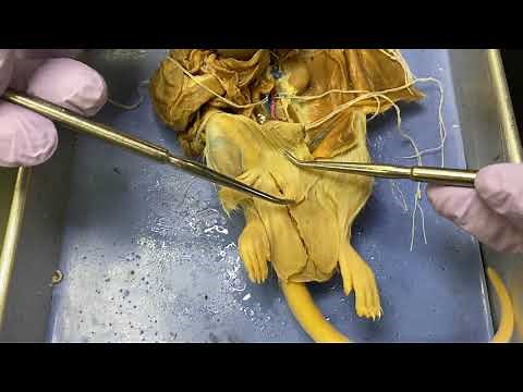 2402 Lab Rat Reproductive System Dissection