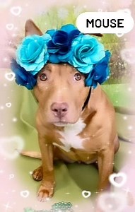 MOUSE | Pet Adoption League