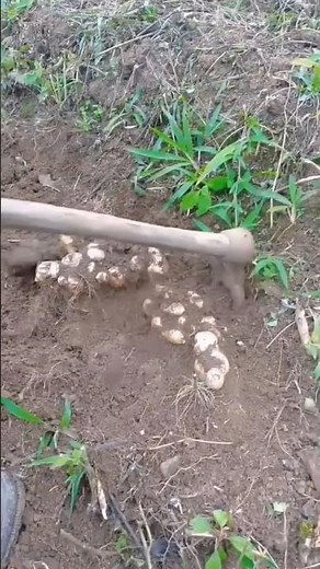 The process of lifting potatoes