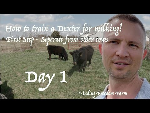 Train a Dexter Milk Cow - Day 1