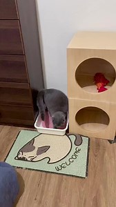 Easy Scoop Coffee and Milk scent talaga lagi namin gamit, bago yata tong Baby Powder and Peach scent and so far, masaya kami sa odor control. Kahit sa kwarto lagi naka-ac, hindi bumabaho 😊 | Tokboki N Friends