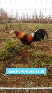 📌2 Pollos Miner Blue para el baile 📌1 macho Leiper / shamo Clement 📌1 semental Hatch Mclean Para el amigo Rolas Morales de Chiapas, nuevamente muchas gracias por la confianza amigazo y mucho éxito #RanchoPrietoDosalas #corteycastanosdistinguen #PuroPrimerNivel #PuraCalidad #PuroOrgulloMexicano #puropoder #PuroCombate #PuraCalidad | Rancho Prieto Dosalas