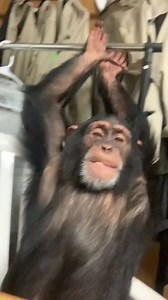 Monkey has Hiccups!!! Hahaha #strangepet #monkey #chimpanzee | Landon scherr