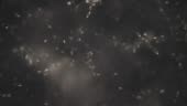 Semen, seminal fluid of Human under the microscope.