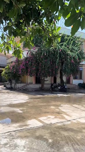 Ngắm giàn hoa giấy nở đầy bên hiên nhà ai ???khiến lòng thêm u hoài🌹🌷🌷🌷❤️❤️ #HashtagXuhuong | Hoa Hồng Gai