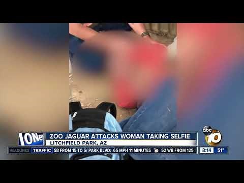 Zoo Jaguar attacks woman taking selfie