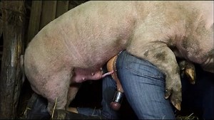 Boar Mating Man Ass