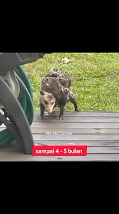 Oposum adalah hewan unik yang selalu membawa samua anaknya kemanapun ia pergi, fakta tentang panda yang sering bertingkah lucu, tentang hewan setan tasmania atau Tasmanian devil #video #oposum #panda #tasmaniandevil #hewan | Ala Ala Ceritaa