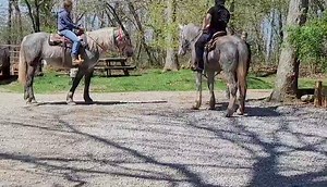 A Step Above Stables on Reels