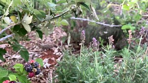 How to care for raspberries | Radical Farmer - Organic Farm7