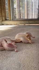 d058436b-c53a-4afb-a05e-030f24c6975f | Snake Doctor