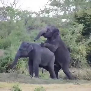 Romantic Elephant couple 😍😍😍 | Nature Elephant