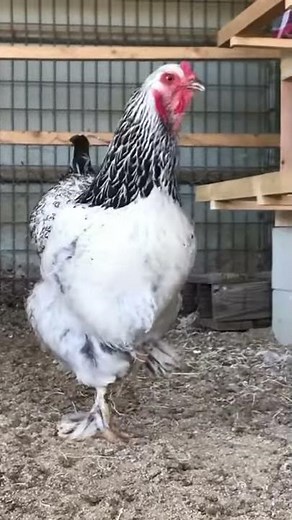 Chicken sound meaning 🔊
