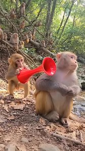 #FunnyMonkey #MonkeyPrank #funnyshorts #viralshort #AnimalComedy #ViralVideo #CuteAnimals #shorts #reels #fyp | Quna Saro