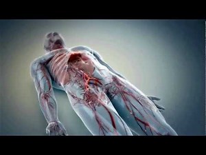 Femoral Access to Cardiac Chamber - Procedure Animation