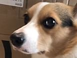 Guilty corgi stares at owner with shaky leg after wrongdoing