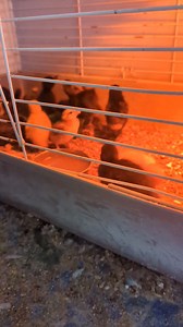 I have four teeny tiny yellow fluffy call ducklings available. These will be solid white little funny clown ducks as adults. Pickup is in Pell City Alabama. Message me for acquisition details . | Daybird Aviaries | Facebook