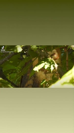 Barn owl sleeping in the spring sunshine. Please be an ethical wildlife photographer - owls are not like eagles - they are shy and will abandon nests and young if disturbed. Eagles are bold in your face and will build a giant nests in your front garden - dropping fish heads and bones on your porch - but owls are different. They are an at risk species… please keep your owl nest locations and content off social media until the young owlets fledge! 🥰 it makes a better story - about the owls and ab