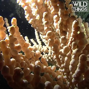 10K views · 38 reactions | In the Coral Reefs of Florida, incredible life rarely seen before is actually thriving... | Real Wild | Facebook