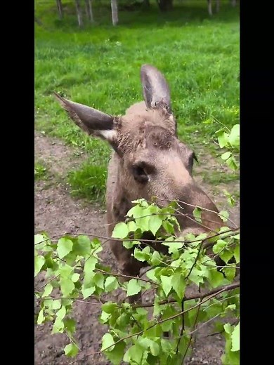 Elche in Schweden #Elk #Moose #Travel