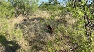 Sadie - being broke | Big Country Kennel & Outfitters